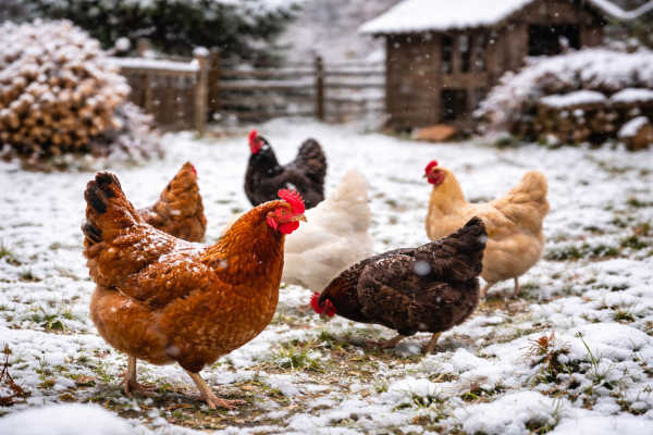 Hühnerställe im Winter: So bleiben Ihre Hühner warm und sicher - Hühnerställe im Winter – Tipps für trockene &amp; sichere Haltung | daheimstore.de