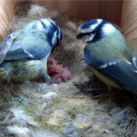 Gardenature Vogelhaus Vogelkasten mit WIFI KAMERA 4MP