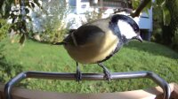Vogelfutterstation mit Kamera ohne Solarpanel Sanilu®