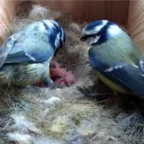 Gardenature Vogelhaus Vogelkasten mit WIFI KAMERA 4MP – vista 7