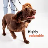 Multifit Healthy Dog Gummies für Hunde – Leckere & Nahrhafte Ergänzungen für Verdauung, Hautpflege & Fellgesundheit | DotDotPet – view 3